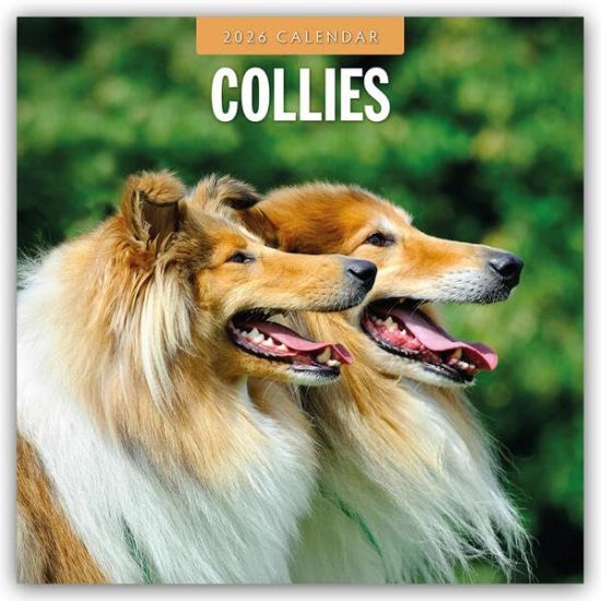 Collies - Collie 2026 - 16-Monatskalender