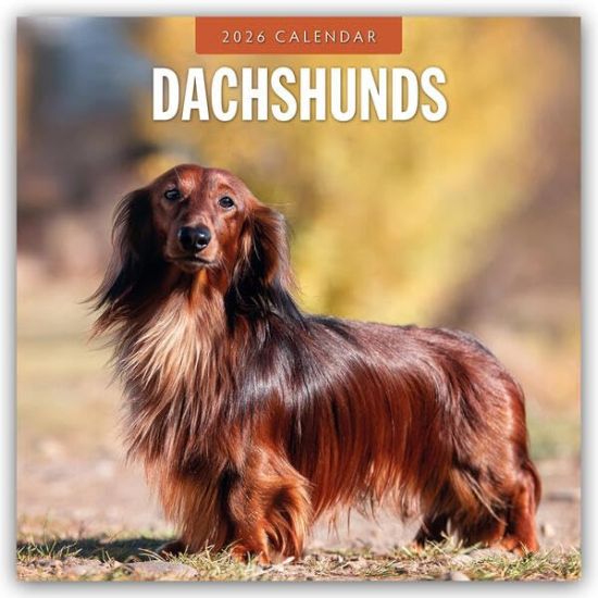 Dachshunds - Dackel - Dachshunde 2026 - 16-Monatskalender