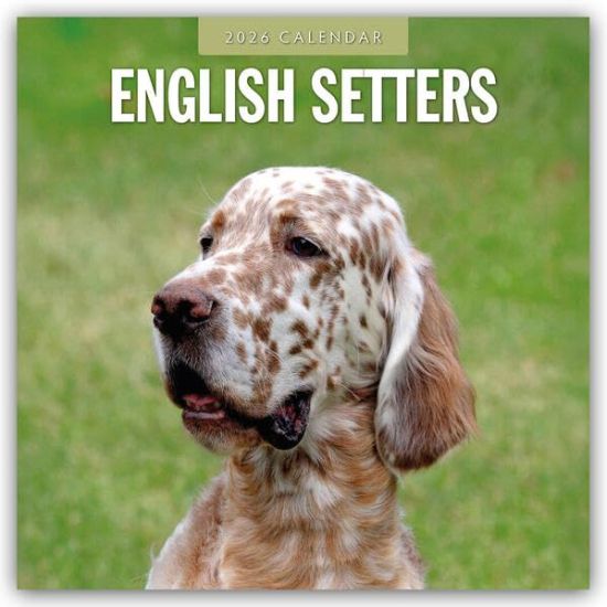 English Setters - Englisch Setter 2026 - 16-Monatskalender