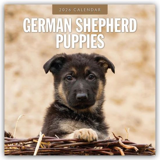 German Shepherd Puppies - Deutsche Schäferhunde Welpen 2026 - 16-Monatskalender