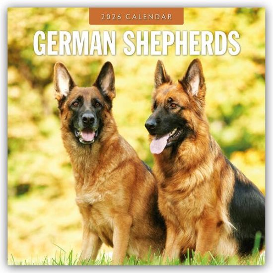 German Shepherds - Deutscher Schäferhund 2026 - 16-Monatskalender