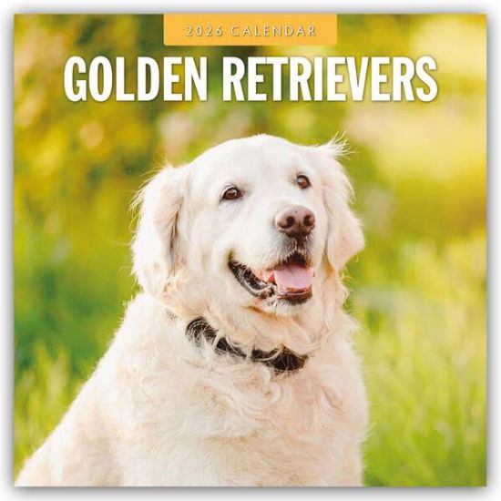 Golden Retrievers - Golden Retriever 2026 - 16-Monatskalender