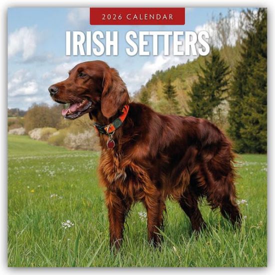 Irish Setters - Irischer Setter 2026 - 16-Monatskalender