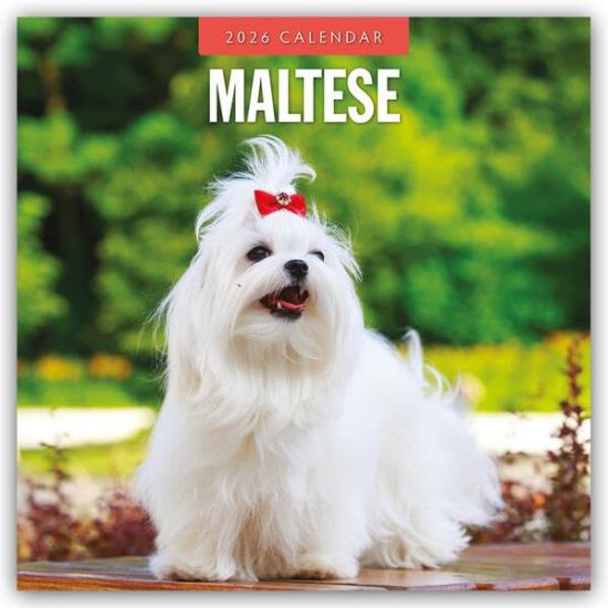 Maltese 2026 Square Wall Calendar