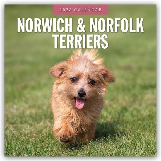 Norwich Terrier und Norfolk Terrier 2026 - 16-Monatskalender