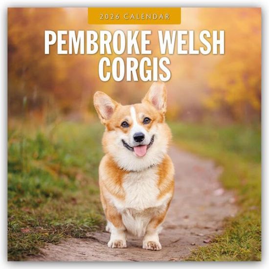 Pembroke Welsh Corgis 2026 Square Wall Calendar