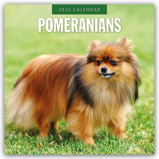 Pomeranians - Zwergspitz - Pomeranian Zwergspitz 2026 - 16-Monatskalender