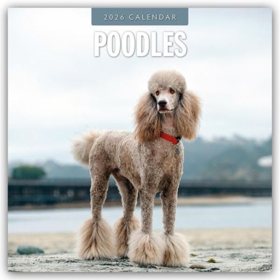 Poodles - Pudel 2026 - 16-Monatskalender