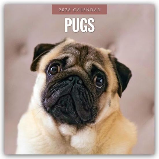 Pugs - Mops 2026 - 16-Monatskalender
