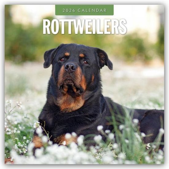Rottweilers - Rottweiler 2026 - 16-Monatskalender