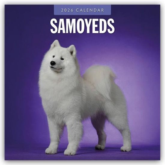 Samoyeds - Samojede - Samojedenspitz 2026 - 16-Monatskalender
