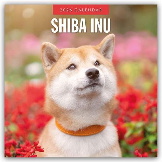 Shiba Inu 2026 - 16-Monatskalender