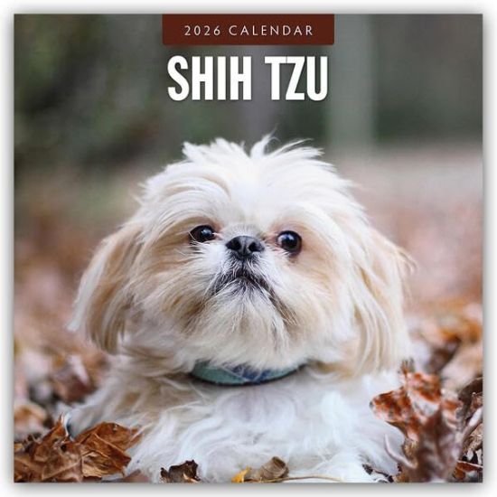 Shih Tzu 2026 - 16-Monatskalender