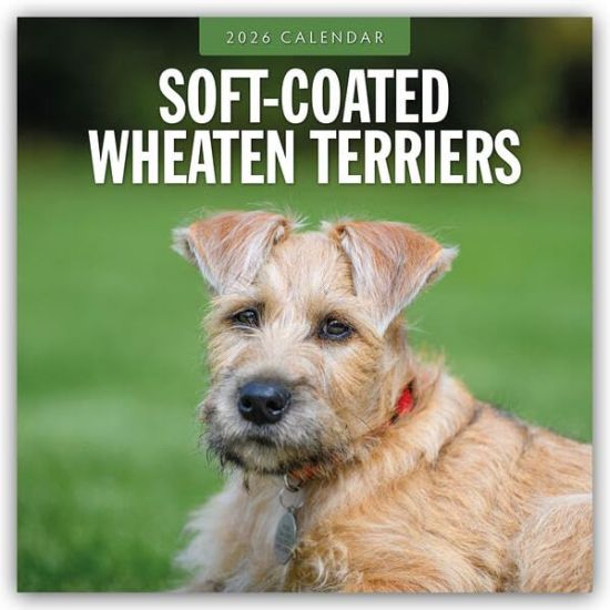 Soft-Coated Wheaten Terriers - Soft-Coated Wheaten Terrier 2026 - 16-Monatskalender
