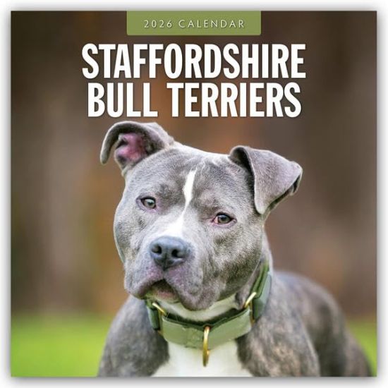 Staffordshire Bull Terriers - Staffordshire Bullterrier 2026 - 16-Monatskalender