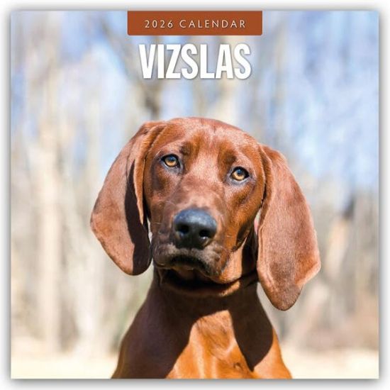 Vizslas - Magyar Vizsla - Kurzhaariger Ungarischer Vorstehhund 2026 - 16-Monatskalender