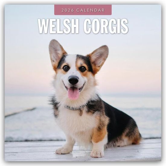 Welsh Corgis - Welsh Corgi 2026 - 16-Monatskalender