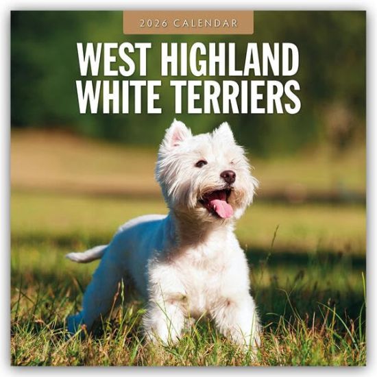West Highland White Terriers - West Highland White Terrier - Westie 2026 - 16-Monatskalender