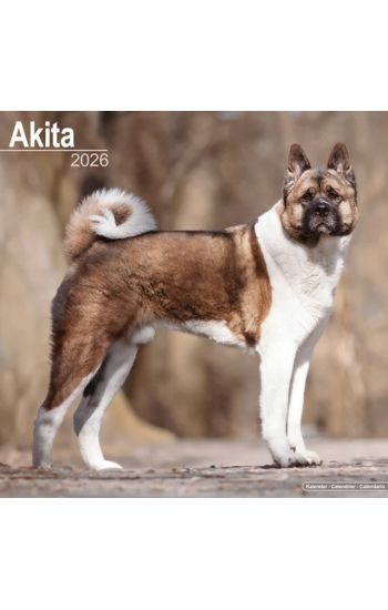 Akita Calendar 2026  Square Dog Breed Wall Calendar - 16 Month