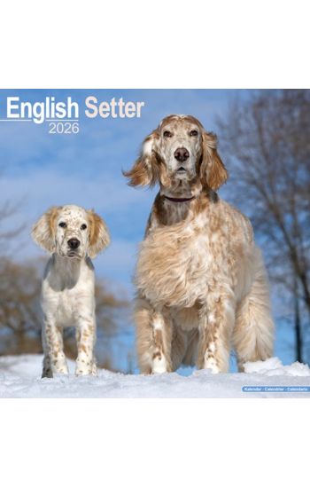 English Setter Calendar 2026  Square Dog Breed Wall Calendar - 16 Month