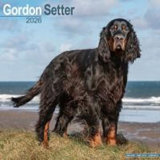 Gordon Setter Calendar 2026  Square Dog Breed Wall Calendar - 16 Month