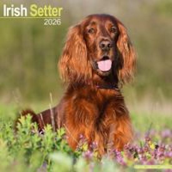 Irish Setter Calendar 2026  Square Dog Breed Wall Calendar - 16 Month