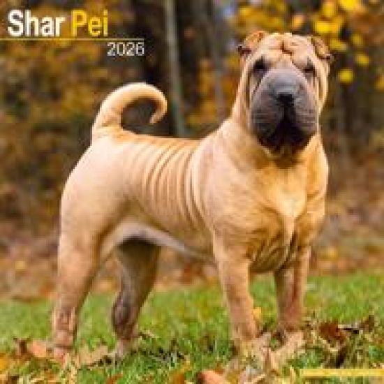 Shar Pei Calendar 2026  Square Dog Breed Wall Calendar - 16 Month
