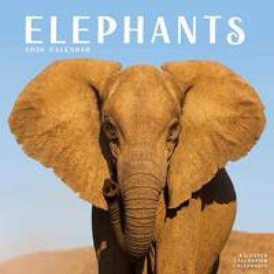 Elephants Calendar 2026  Square Wildlife Safari Wall Calendar - 16 Month