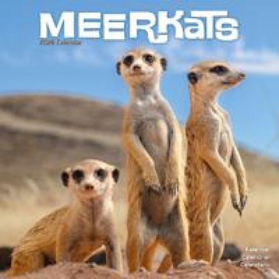 Meerkats Calendar 2026  Square Wildlife Safari Wall Calendar - 16 Month