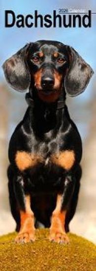 Dachshund Slim Calendar 2026  Dog Breed Slimline Calendar - 12 Month