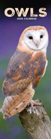 Owls Slim Calendar 2026  Bird Slimline Calendar - 12 Month