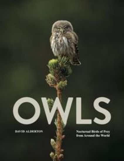 Owls