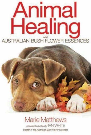 Animal Healing with Australian Bush Flower Essences