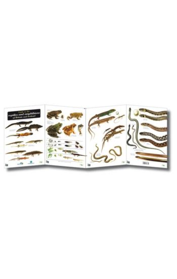 Guide to the Reptiles and Amphibians of Britain and Ireland