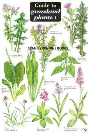 Guide to Grassland Plants 1