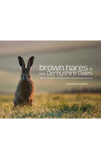 Brown Hares in the Derbyshire Dales