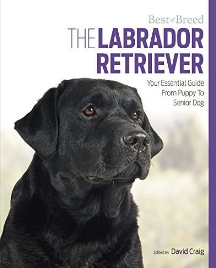 Labrador Retriever Best of Breed