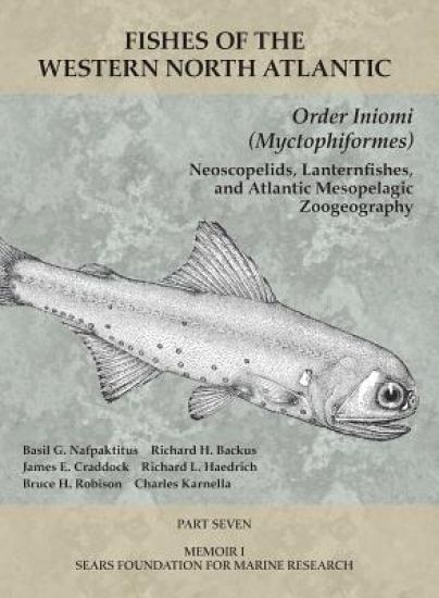 Order Iniomi (Myctophiformes)