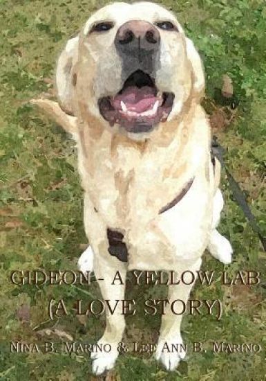 Gideon - A Yellow Lab