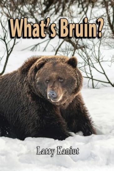 What's Bruin?