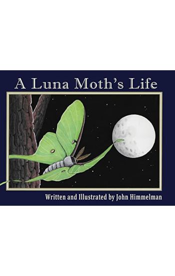 A Luna Moth's Life