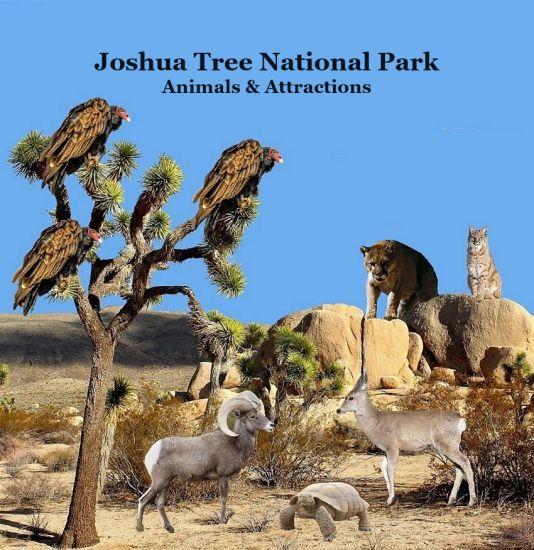 Joshua Tree National Park Animals and Attractions Kids Book