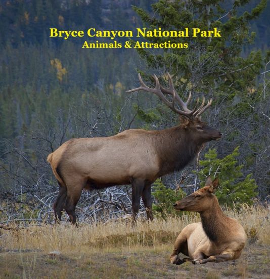 Bryce Canyon National Park Animals Attractions Kids Book