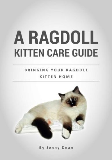 A Ragdoll Kitten Care Guide: Bringing Your Ragdoll Kitten Home