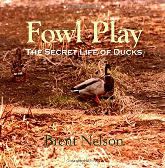 Fowl Play: The Secret Life of Ducks