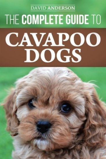 The Complete Guide to Cavapoo Dogs