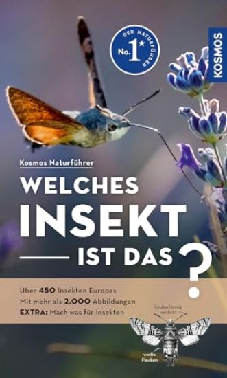 Welches Insekt ist das?