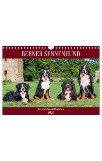 Berner Sennenhund - Der beste Freund fürs Leben (Wandkalender 2026 DIN A4 quer), CALVENDO Monatskalender