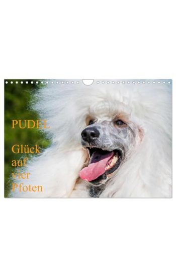 Pudel - Glück auf vier Pfoten (Wandkalender 2026 DIN A4 quer), CALVENDO Monatskalender