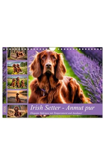 Irish Setter - Anmut pur (Wandkalender 2026 DIN A4 quer), CALVENDO Monatskalender